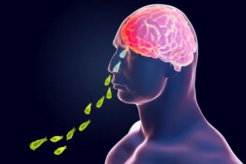 Infecția cu Naegleria Fowleri: amiba care mănâncă creier