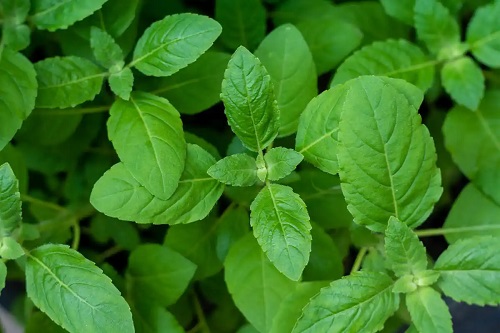 Plantă verde de busuioc