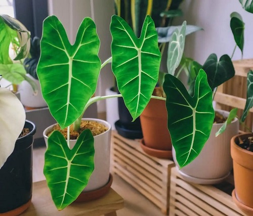 Plante de apartament