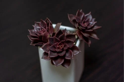 7 plante negre deosebite și elegante