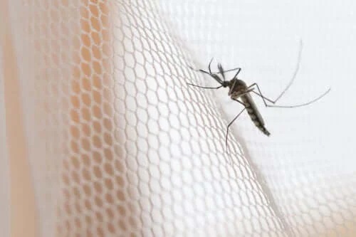Tipuri de plase de țânțari și caracteristicile lor