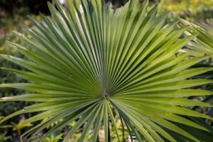 Ce este și care sunt beneficiile plantei saw palmetto?