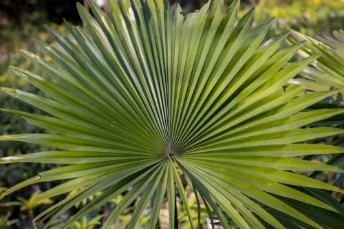 Ce este și care sunt beneficiile plantei saw palmetto?
