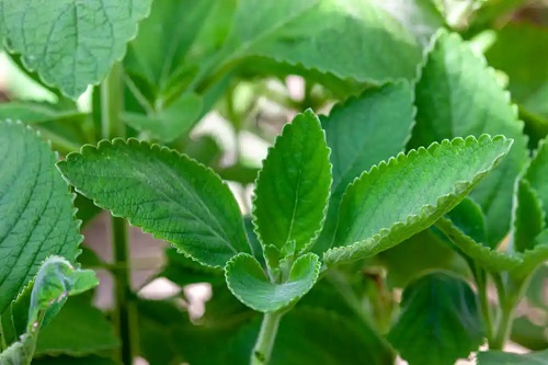 Plantă de boldo