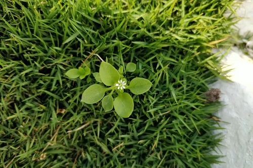 Plantă de răcovină