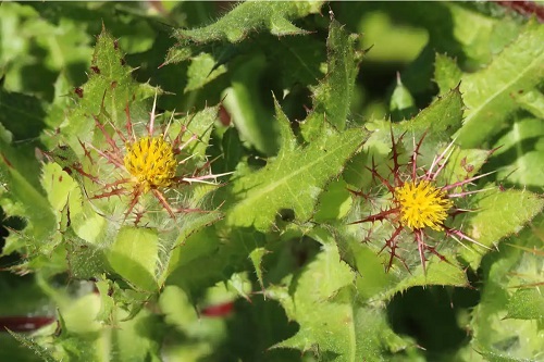 Plantă de schinel