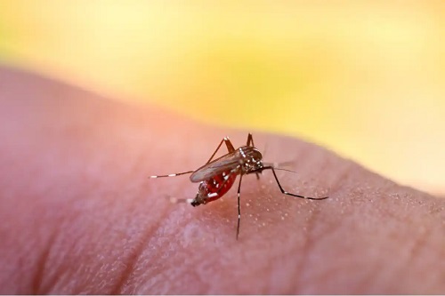 Țânțar care transmite febra Dengue