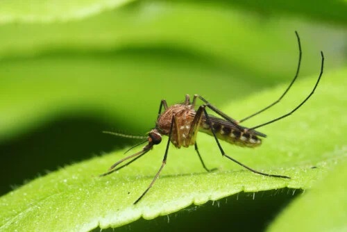 Principalele boli transmise de țânțari