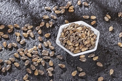 Boabe din care se extrage uleiul de ricin negru jamaican