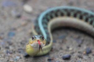 Ce este herpetofobia și cum poate fi depășită?