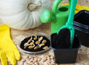 Sfaturi pentru cultivarea dovlecilor acasă