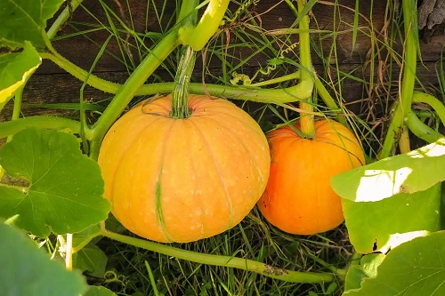 Cultivarea dovlecilor de plăcintă