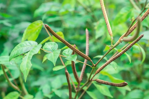 Plantă de Senna occidentalis