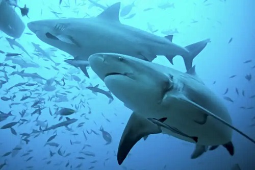 Beneficiile cartilajului de rechin și dovezi științifice