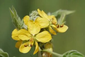 Senna occidentalis: o alternativă la cafea?