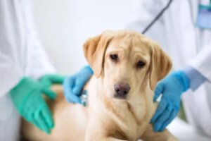 Patch proteic capabil să creeze țesut muscular nou după un atac de cord