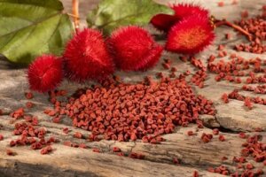 Achiote: origine, caracteristici și utilizări