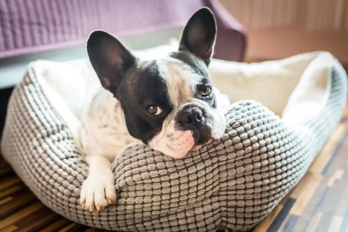 Casă rezistentă la animale de companie