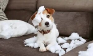8 sfaturi pentru a avea o casă rezistentă la animale de companie