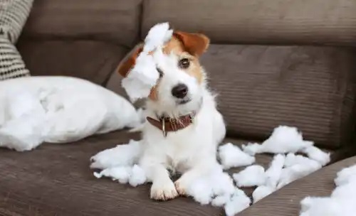 8 sfaturi pentru a avea o casă rezistentă la animale de companie