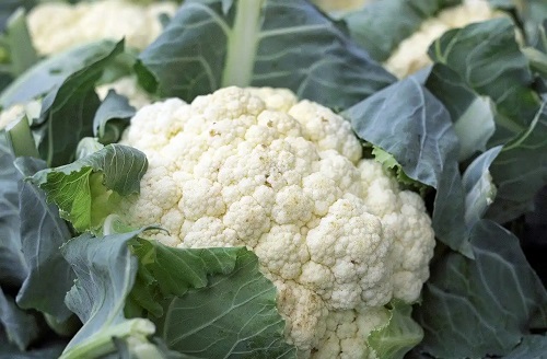 Conopidă crudă
