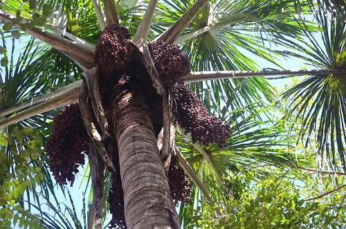 Copac ce produce aguaje