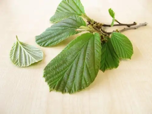Frunze de hamamelis