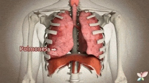Plămâni cu bronșită