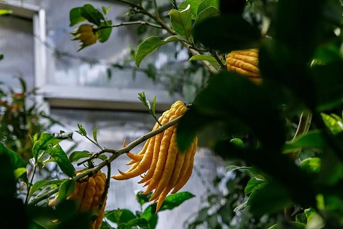 Planta mâna lui Buddha