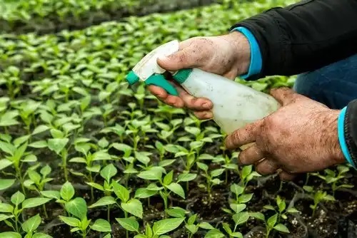 Produse care afectează tiroida pentru fertilizarea plantelor