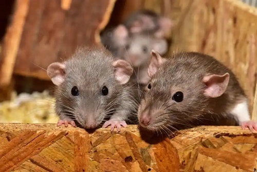 Ce înseamnă să visezi șobolani?