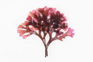 Algele marine Dulse: caracteristici, utilizări și preparare