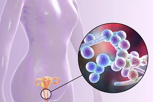 Bacterii care locuiesc în vagin