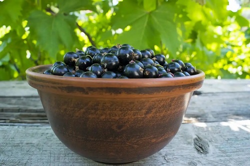 Castron cu coacăze negre