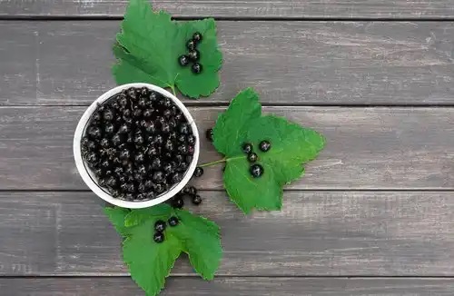 Coacăze negre