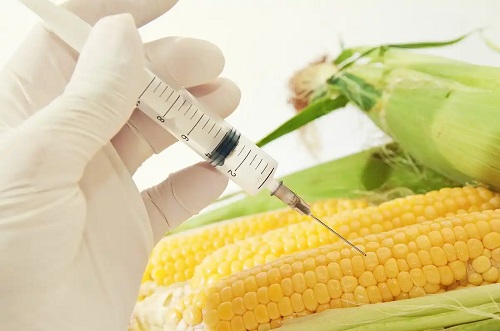 Expert care știe că alimentele modificate genetic sunt dăunătoare