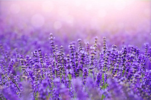 Lavanda pe lista de flori de toamnă