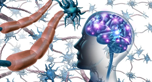 Structura și părțile neuronilor