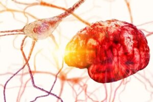 Structura și părțile neuronilor