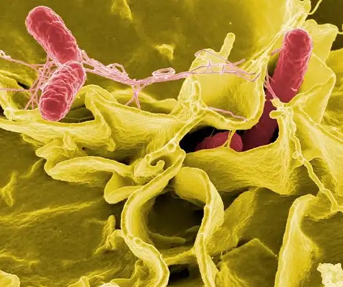 Bacterii digestive