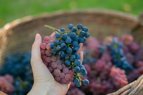 Este bine să mănânci struguri zilnic