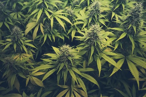 Specii de cânepă Sativa vs. Indica