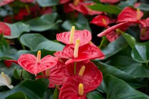 Îngrijirea florii flamingo sau anthurium: 4 probleme comune