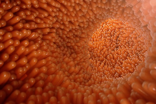 Interiorul unui intestin