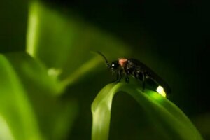 8 sfaturi pentru a atrage licuricii în grădină