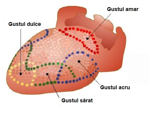 Limba umană