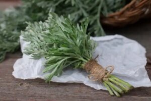 Pelinul alb: caracteristici, utilizări naturale și precauții