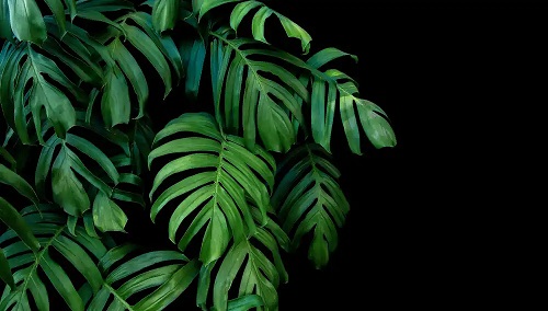 Plantă tropicală