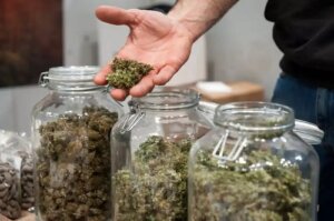 Sativa vs. Indica: caracteristici, diferențe și efecte secundare
