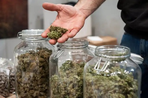 Sativa vs. Indica: caracteristici, diferențe și efecte secundare